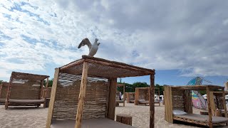 видео: Южный пляж г.Несебр, Болгария / Black Sea, Nessebar, Bulgaria картинка: Южный пляж г.Несебр, Болгария / Black Sea, Nessebar, Bulgaria