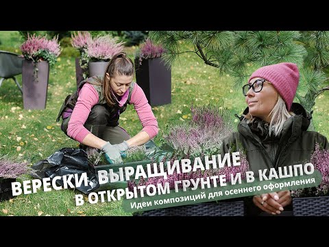 Верески. Выращивание в открытом грунте и в кашпо. Идеи композиций для осеннего оформления.