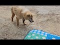 House dog #Looks like its leg isn't good