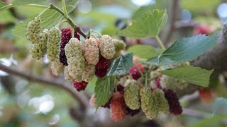 My Mulberry Tree is Loaded with Mulberries!