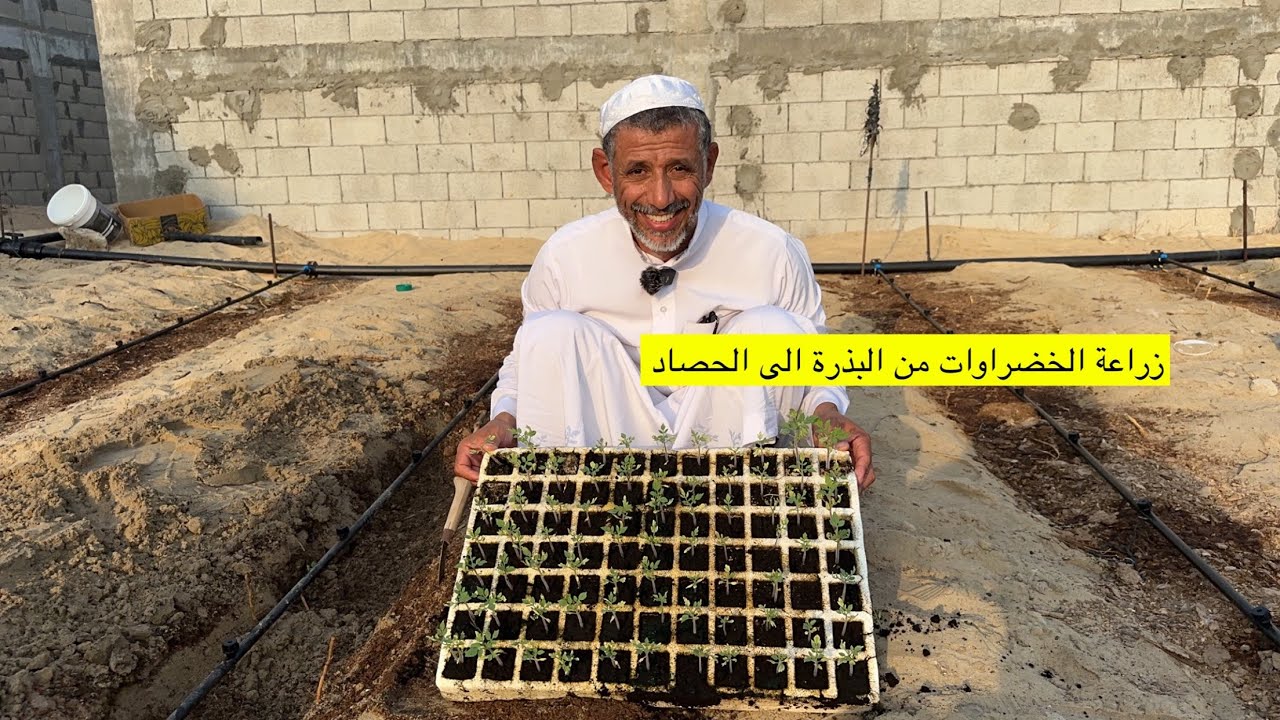 زراعة الخضراوات من البذرة الى الحصاد مع الزعيم ابوسلمان اسرار وخفاياه