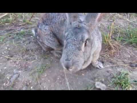 Зоопарк Челлендж Догони Кролика Zoo Challenge Chase The Rabbit