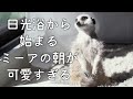 【モーニングルーティーン】日光浴する姿が可愛すぎるミーアキャットの朝