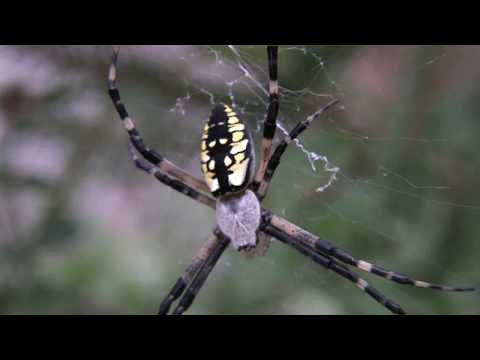 ⟹ Black and Yellow Garden Spider, Argiope aurantia, A spider in my peppermint patch