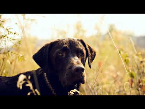 Собака скулит (Звук в высоком качестве) / (41 Секунда)