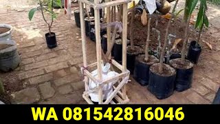 SHIPPING OF RED IVORY MILK TREE GRAFTS, Serang Banten