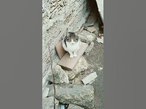 муська 🐱 - YouTube