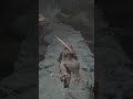 #tsorig #anri #darksouls3 #gameplay #funny #gaming