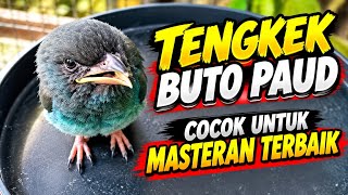 MASTERAN TENGKEK BUTO dengan irama SUPER MEWAH ditambah SPEED RAPAT dan JERNIH - MASTERAN BURUNG