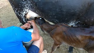 Vacas Chegando no Curral para serem Ordenhadas e Amamentarem seus Bezerros.