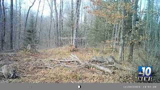 Wildlife Wednesday: Cougar takes down deer