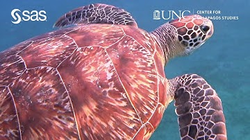 Protecting Galapagos Sea Turtles With Computer Vision