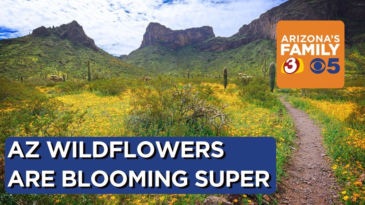 Wildflower 'superblooms' in Arizona YouTube