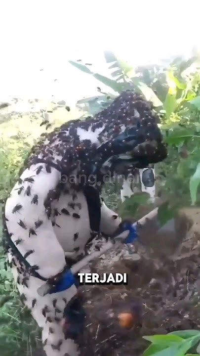 SEORANG KAKEK MENINGGAL DUNIA DISENGAT TAWON VESPA DI KLATEN #shorts