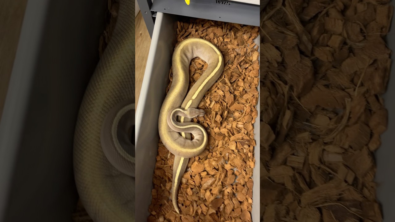 Sezon 2025 #pythonregius #snake #pyton #reptiles #ballpython #hodowlawęży #pytonkrólewski