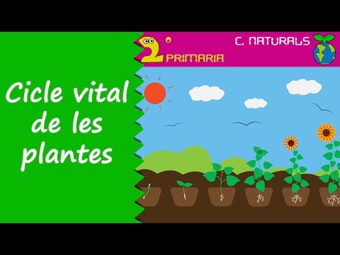 Vídeo: Informació de les plantes de celidonia: on creix la celidonia