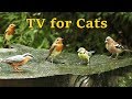 Relaxing TV for Cats - Bird and Rain Sounds in Summer