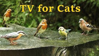 Relaxing TV for Cats  Bird and Rain Sounds in Summer