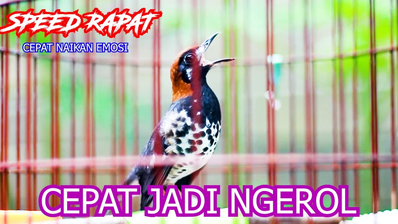 Anis Kembang Ngeroll Speed Rapat💥🔥Ampuh Naikkan Emosi Anis Kembang Lain Belajar Ngeroll