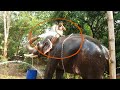 Funny moments of the  elephant and mahout.