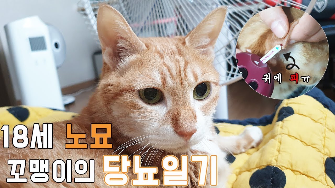 노묘고양이 18살 꼬맹이는 당뇨 치료중입니다.(Old cat diabetes) 