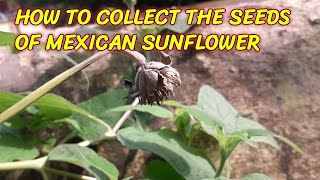 HOW TO COLLECT THE SEEDS OF MEXICAN SUNFLOWER How To Collect Mexican Sunflower Tithonia Seeds