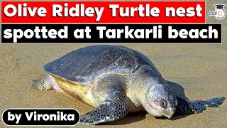 Olive Ridley Turtle nest spotted at Tarkarli beach | Most abundant sea turtle in the world | UPSC