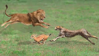 When The Hunter Becomes Prey | Lion Attacks Leopard