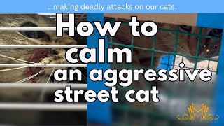 Working with a cat charity & vet, we try help a street cat stop making deadly attacks on other cats.