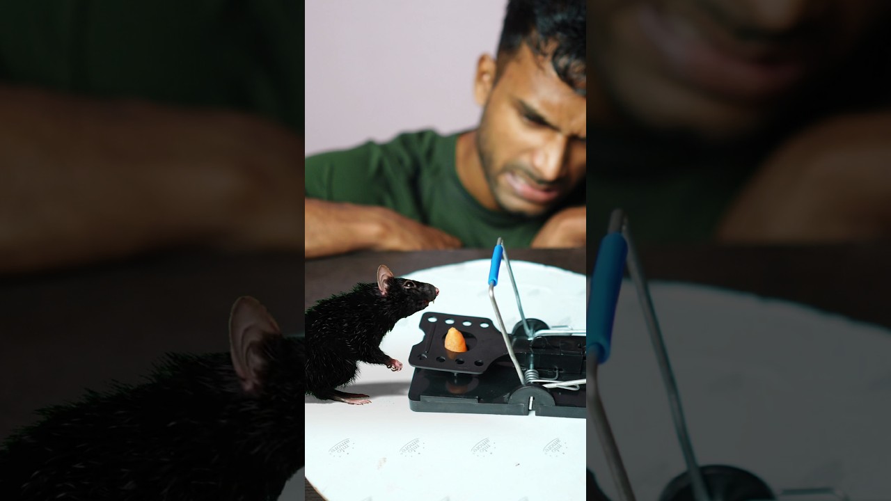 How Dangerous Is a Mouse Trap?🐀