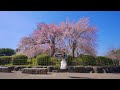 りり 円山公園① 【京都 祇園枝垂れ桜】#ななサク撮影会 #リク撮