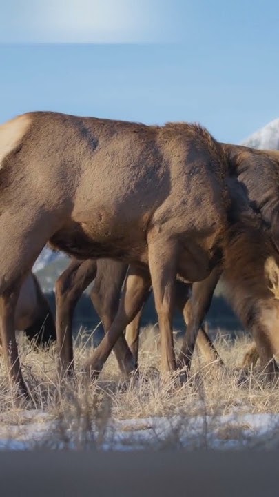 Can A Human Beat A Moose shorts science facts YouTube can-a-human-beat-a-moose-shorts-science-facts-youtube