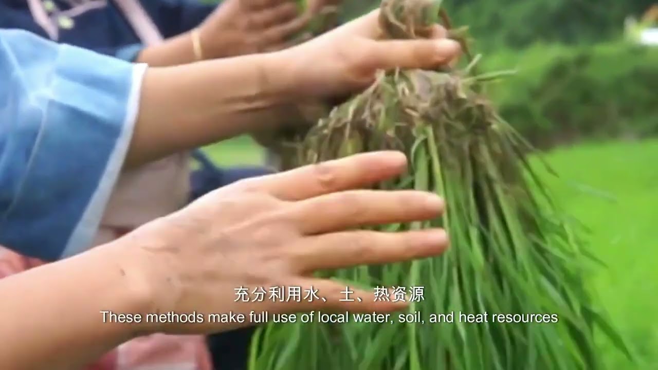 Northwestern Guangxi Mountainous Rice-Fish Agroecosystem, China (中国广西桂西北山地稻鱼复合系统)