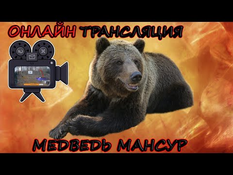 Медведь Мансур - вольер в прямом эфире 🎥 TWO LIVE Cam