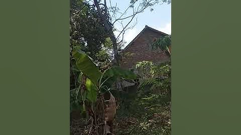 Tes mental prenjak merah neng kebon