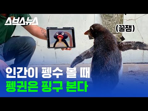 꼬마 펭귄이 &amp;#39;핑구(Pingu)&amp;#39;를 덕질하는 이유?/스브스뉴스