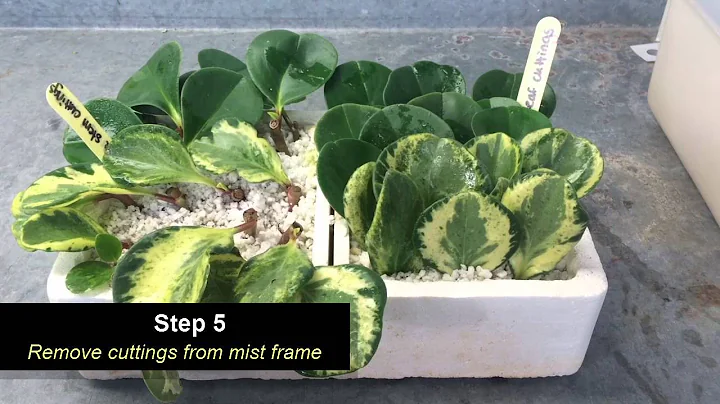Amy Foss Peperomia and Variegation