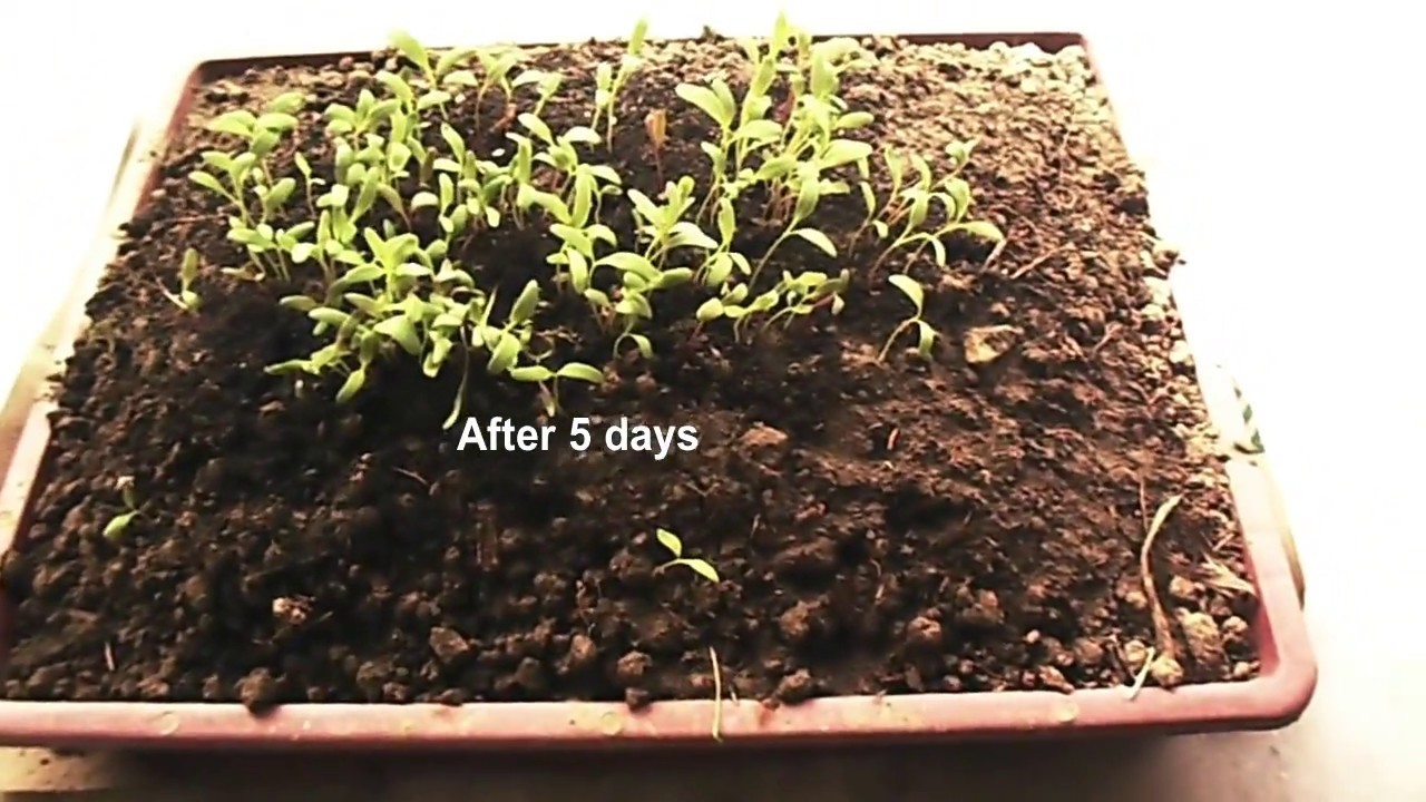 Growing Spinach in a tray at home easy step by step YouTube