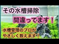 【その水槽掃除間違っています!!】アクアリウム初心者が陥りやすい逆効果な水槽掃除方法を解説!