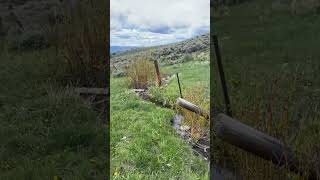 Colts starting is one of my favorites parts of this season. #ranching #cow #horses #cowhorse