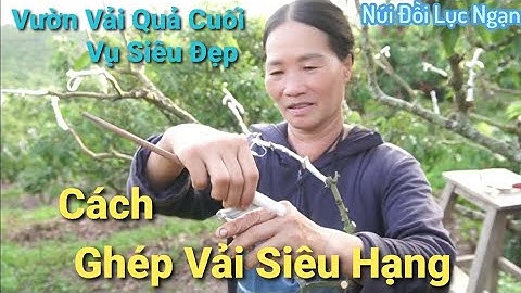 Vườn Vải Thiều Cuối Vụ Siêu Đẹp l Núi Đồi Lục Ngạn