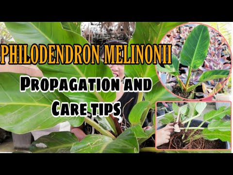 HOW TO PROPAGATE PHILODENDRON MELINONII|PHILODENDRON MELINONII CARE TIPS AND PROPAGATION |Grace J. M