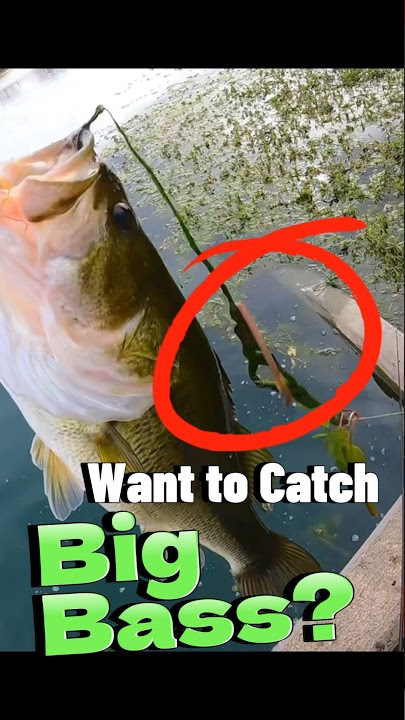 Fishing Tips for Beginners - Rigging a Live Worm for Giant Bass #fishing #fishingvideo