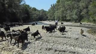 Keçiler ,seyis, davar, Erkeç ve Gamaz Hasan