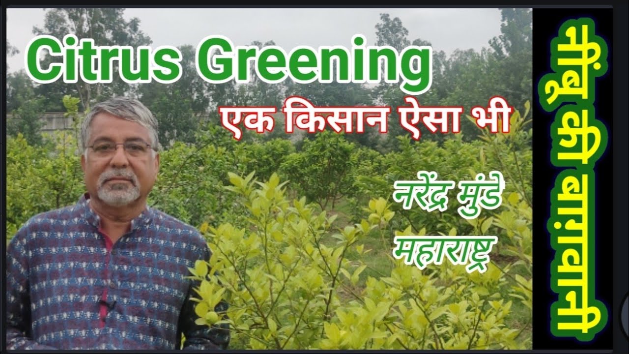 249.  नींबू में सिट्रस ग्रीनिंग, कैंकर और जड़ गलन रोग। Citrus greening, canker and root rot in lime.
