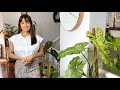 MY RARE INDOOR PLANT COLLECTION TOUR