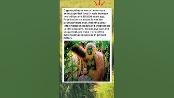 Gigantopithecus blacki was the largest ape ever to walk the Earth #shorts #animals #giant