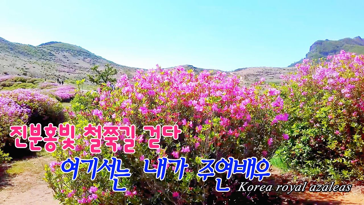 황매산 철쭉꽃 개화 / 은하수봉 최단코스 황매평원 억새 능선 트레킹,Korea royal azaleas / 태극기 휘날리며 촬영지