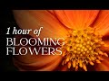 1 hour of flower blooming  timelapse  violin  piano classical music