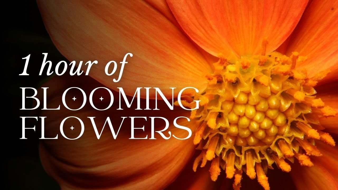 1 HOUR of Flower Blooming - Timelapse - Violin & Piano Classical Music 1 HOUR of Flower Blooming - Timelapse - Violin & Piano Classical Music